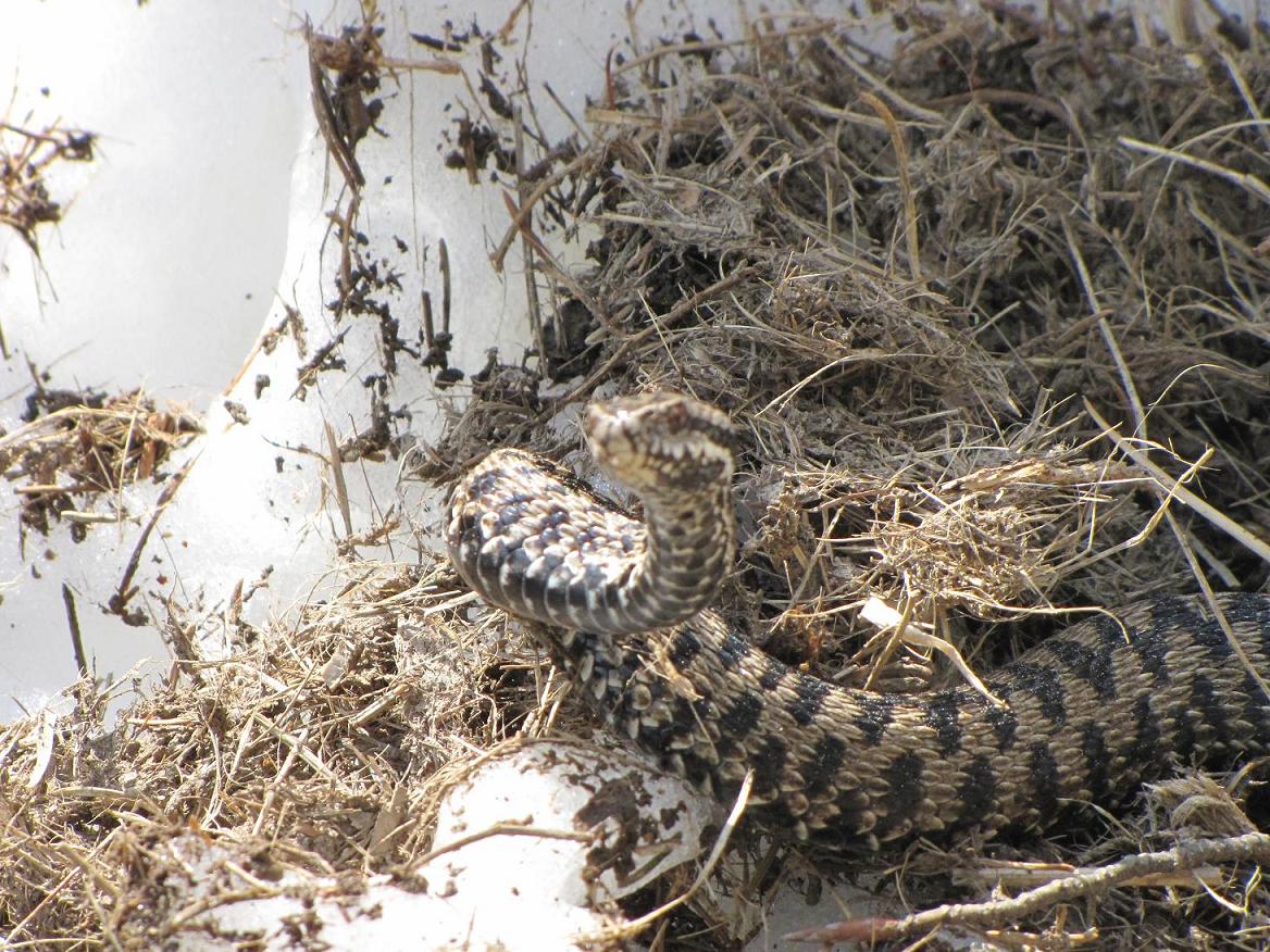 Vipera sulla neve